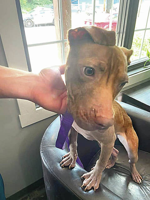 127229704_web1_Nova
Nova, the eight-month old pit bull recovered by Pittston City police from an alleyway on June 8, is seen here at Maxwells House Pet Resort. The dog was found neglected and abandoned, but is feeling much better according to police.
Photo courtesy of City of Pittston Police Department