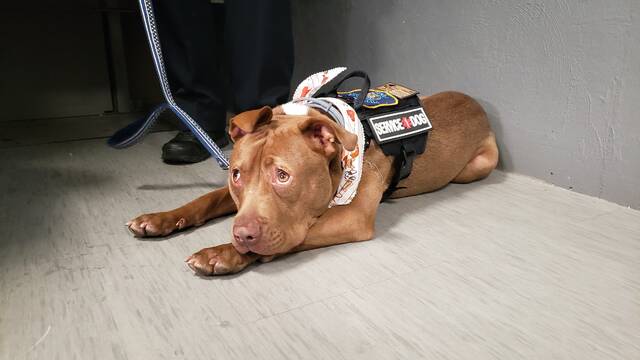 127578936_web1_20210909_142607
Nova, the sweet pit bull puppy who captured the hearts of the Wyoming Valley when she was found in an extreme state of neglect in June, has officially been adopted. Nova is seen here giving her best puppy-dog eyes on Thursday during a ceremony formally handing her over to her new family: Pittston City Police Chief Neil P. Murphy and his fiancée, Pittston Township Police Chief Lena Angelella.
Patrick Kernan | Times Leader