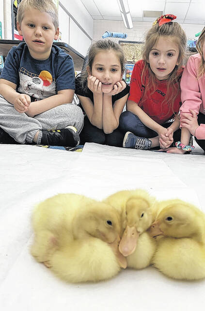 <p>Levi Reap, Vienna Maruska and Giavanna Roscioli observed the ducks and learned about the ducks’ needs, including food, water and warmth. The ducks are kept warm by a heat lamp and huddle together to stay warm.</p>