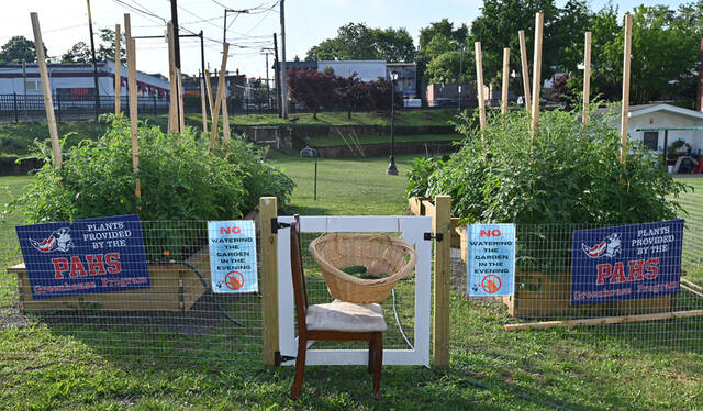 130731631_web1_Pittston-Community-Gardens-1
The Community Gardens near the Infantino Towers is flurishing during the summer months. Plants were provided by the Pittston Area Greenhouse Project.
Tony Calllaio | For Times Leader