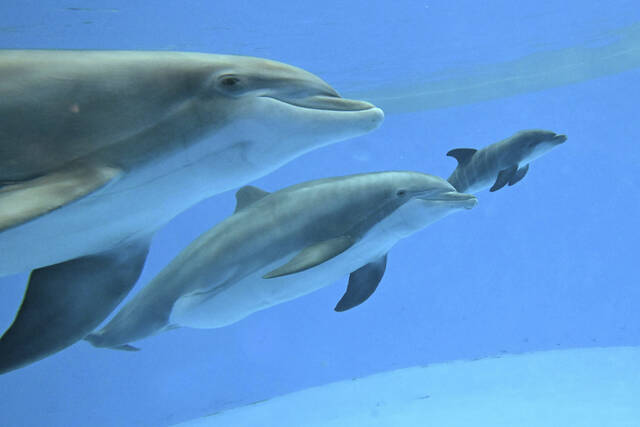 131569483_web1_131569483-3c0692e7b05c460684d547e47c761b35
Bottlenose dolphins Allie with Tapeko are joined by the newly born calf at the Brookfield Zoo Chicago on Saturday.
Brookfield Zoo Chicago via AP