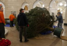 
			
				                                Luzerne County workers and prison inmates hauled in and set up the holiday tree in the county courthouse rotunda on River Street in Wilkes-Barre on Friday.
                                This year’s tree is a 21-foot Concolor Fir that has been growing at Helen and Ed’s Tree Farm in Wapwallopen for the past 26 years.
                                “When county workers push that tree through the courthouse doors the smell of Christmas hits the air, and the excitement for the holidays starts to hum,” county Manager Romilda Crocamo said in a release. “We can’t wait for the public to come see it, and it is always special when we have a local tree farm providing the tree so we know it is high-quality.”
                                 Jennifer Learn-Andes | Times Leader

			
		