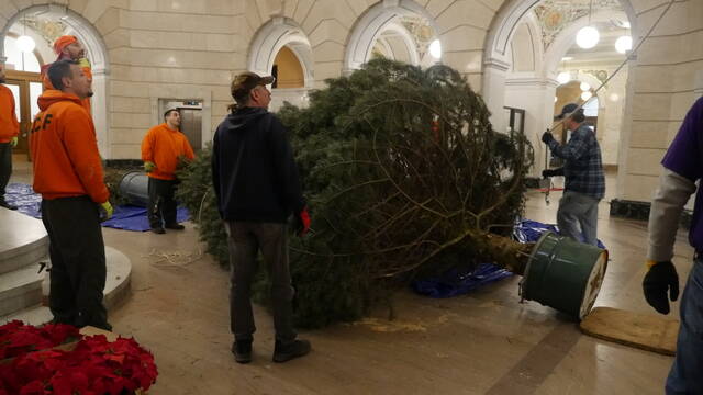 131947559_web1_tree2
Luzerne County workers and prison inmates hauled in and set up the holiday tree in the county courthouse rotunda on River Street in Wilkes-Barre Friday.
This years tree is a 21-foot Concolor Fir that has been growing at Helen and Eds Tree Farm in Wapwallopen for the past 26 years.
When county workers push that tree through the courthouse doors the smell of Christmas hits the air, and the excitement for the holidays starts to hum, county Manager Romilda Crocamo said in a release. We cant wait for the public to come see it, and it is always special when we have a local tree farm providing the tree so we know it is high-quality.
Jennifer Learn-Andes | Times Leader