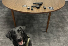 Luzerne County Sheriff’s Department K-9 Hylee executes first on-duty find
Luzerne County Sheriffs Department K-9 Hylee is shown with her first on-duty find a gun that was buried under a stack of clothes inside a bedroom dresser. After observing her skill, the suspect gave up a second gun and gun magazine, also on the table.
Submitted photo