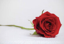 
			
				                                The West Pittston Hose Companys 20th Annual Valentines Day Rose Sale is set for Feb. 12-14.
                                 Metro

			
		