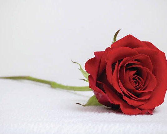 
			
				                                The West Pittston Hose Companys 20th Annual Valentines Day Rose Sale is set for Feb. 12-14.
                                 Metro

			
		