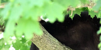 
			
				                                While taking refuge in the tree at the corner of Montgomery Avenue and Fourth Street, the young bear would occasionally look around, checking if the coast was clear to leave the tree.
                                 Tony Callaio | For Sunday Dispatch

			
		