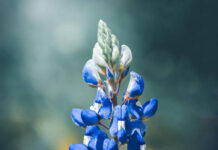 
			
				                                Photography by Mary Kroptavich will be shown during an exhibit at Art e Fekts Gallery with fellow artist Robert Bergstrasser from 5 to 7 p.m. Friday, June 12.
                                 Submitted photo

			
		