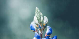 
			
				                                Photography by Mary Kroptavich will be shown during an exhibit at Art e Fekts Gallery with fellow artist Robert Bergstrasser from 5 to 7 p.m. Friday, June 12.
                                 Submitted photo

			
		